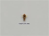 藏品(夜蛾科)的圖片